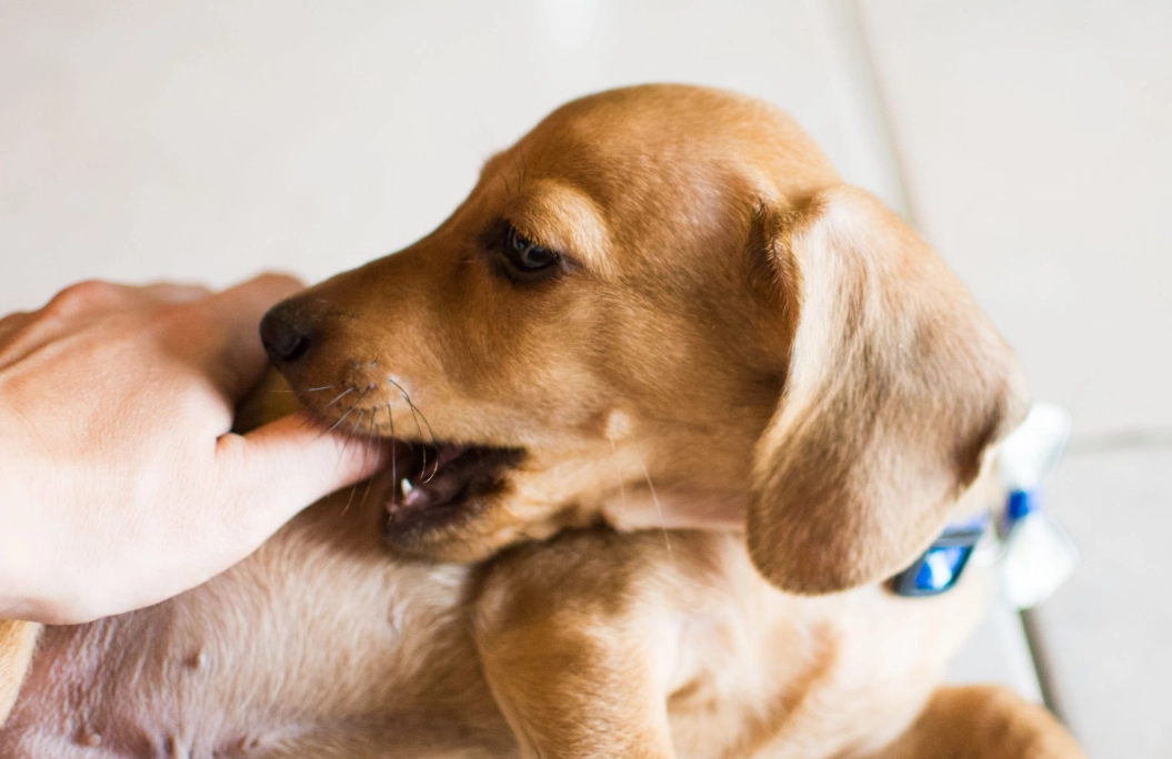夢境解析 狗咬手 夢境解析 狗咬手