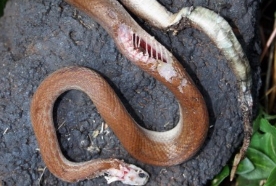 夢境解析打死蛇