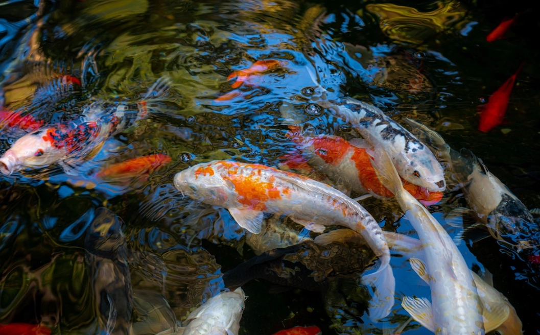 池塘很多魚 夢境意義