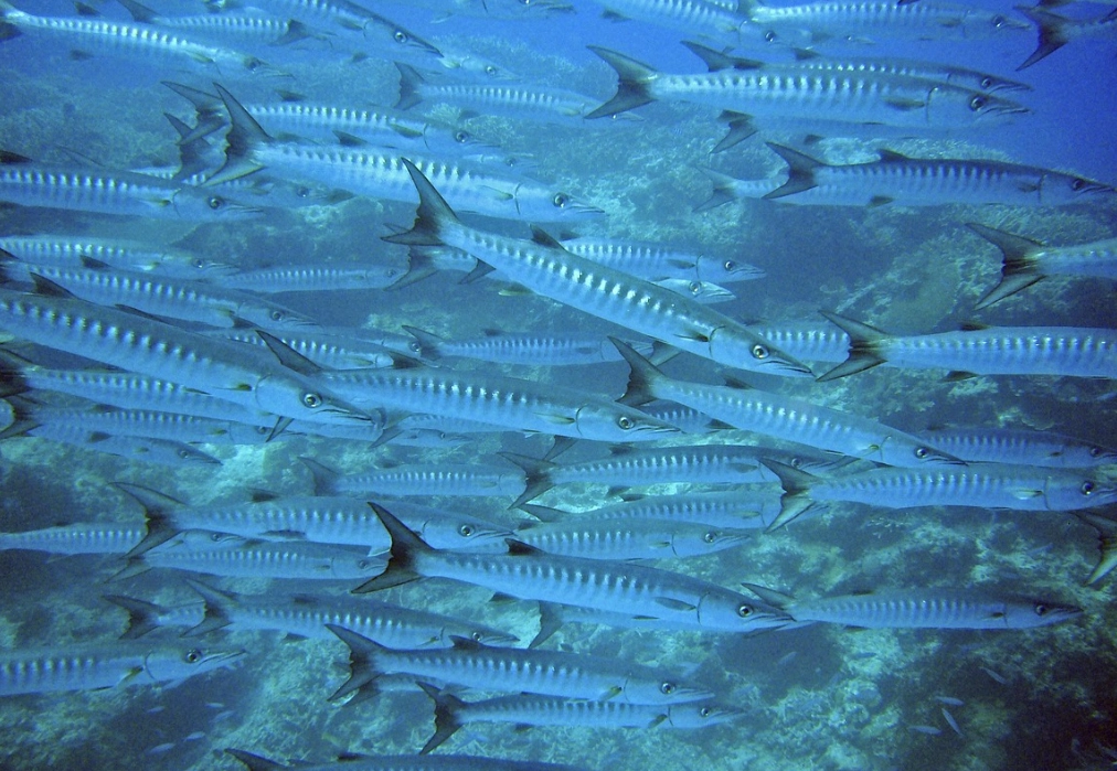 夢見一群魚 解夢