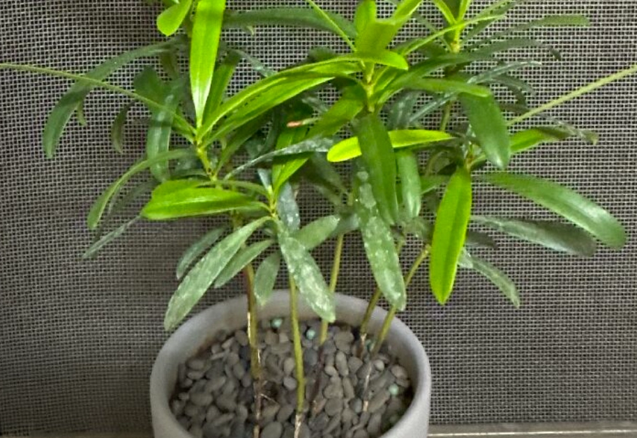 羅漢松移植步驟 羅漢松移植步驟