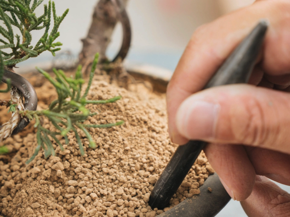 真柏 土壤 真柏 土壤