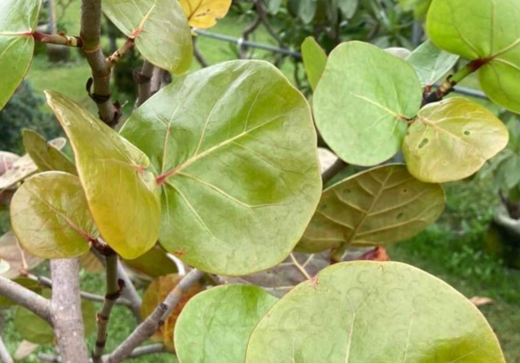 植物 病蟲害 防治