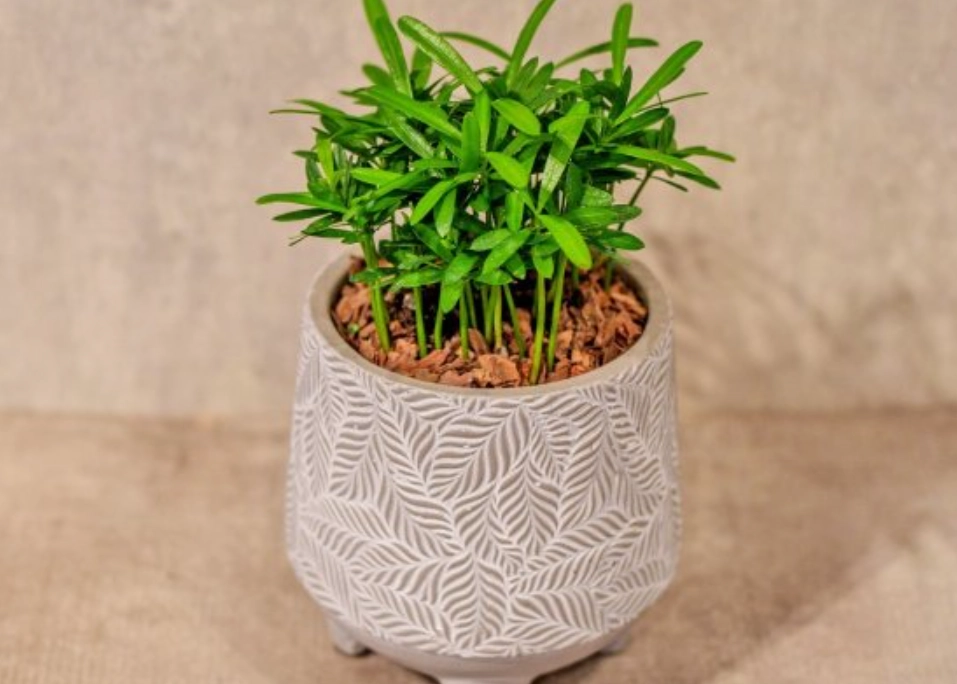 小盆栽澆水 小盆栽澆水