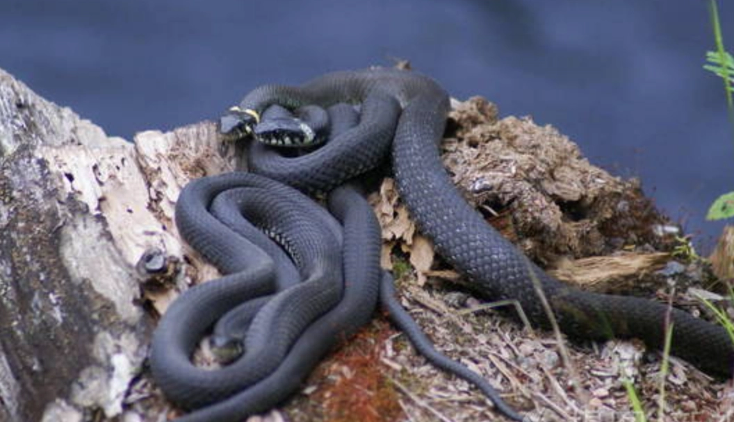 夢到三條蛇 夢到三條蛇