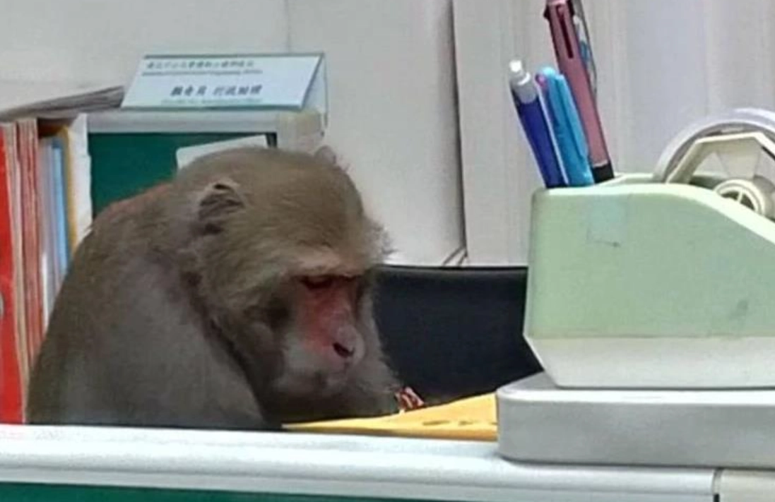 周公解夢猴子 周公解夢猴子