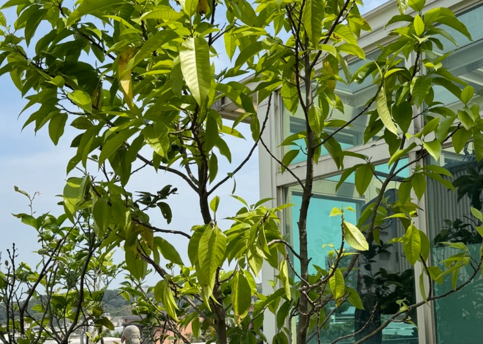 玉蘭花修剪 玉蘭花修剪