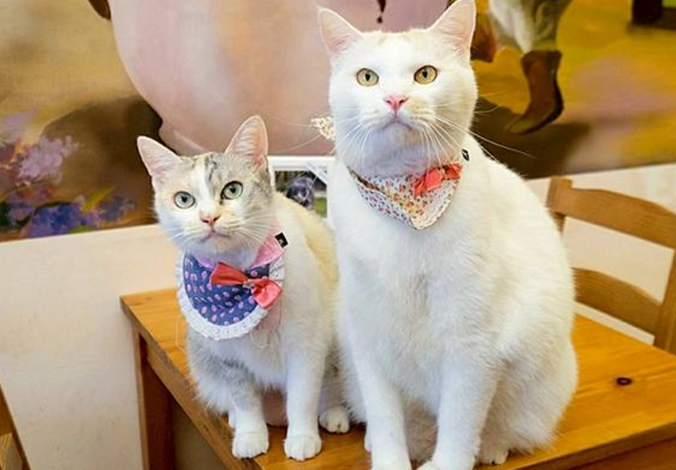 寵物友善景點台中