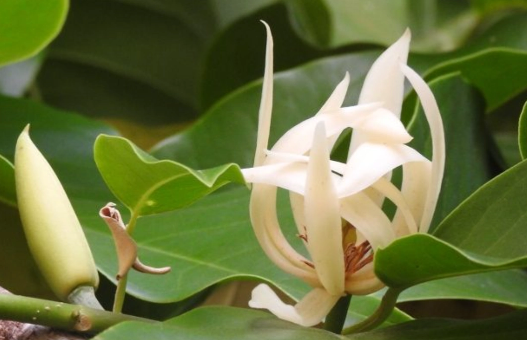 玉蘭花修剪時間 玉蘭花修剪時間