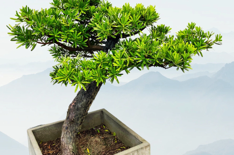 羅漢松照顧 羅漢松照顧