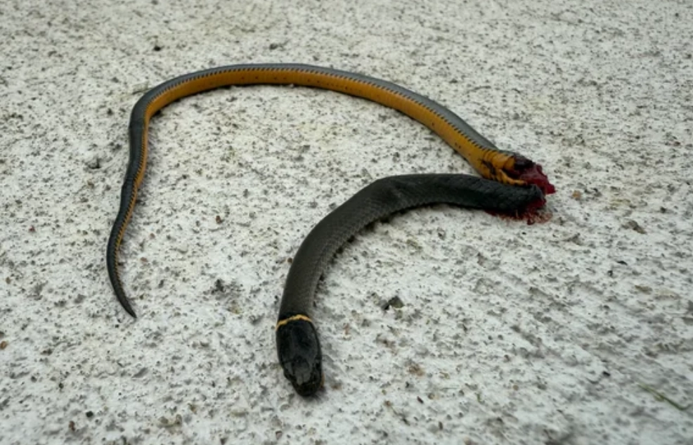 夢境解析打死蛇