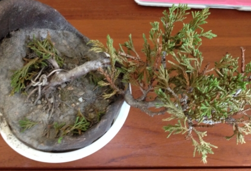 盆栽 介質 配方 盆栽 介質 配方