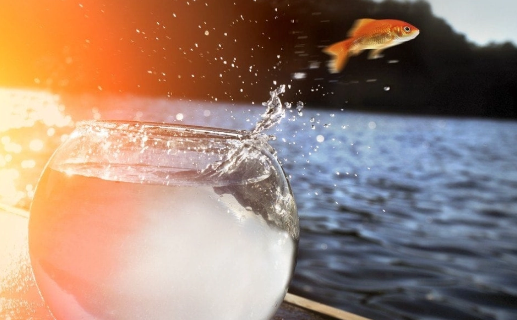 金魚夢境解析 金魚夢境解析