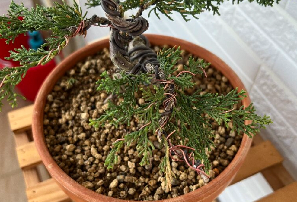 真柏 土壤 真柏 土壤