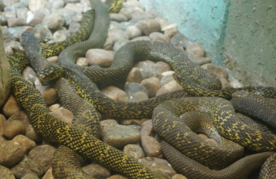 夢到三條蛇 夢到三條蛇