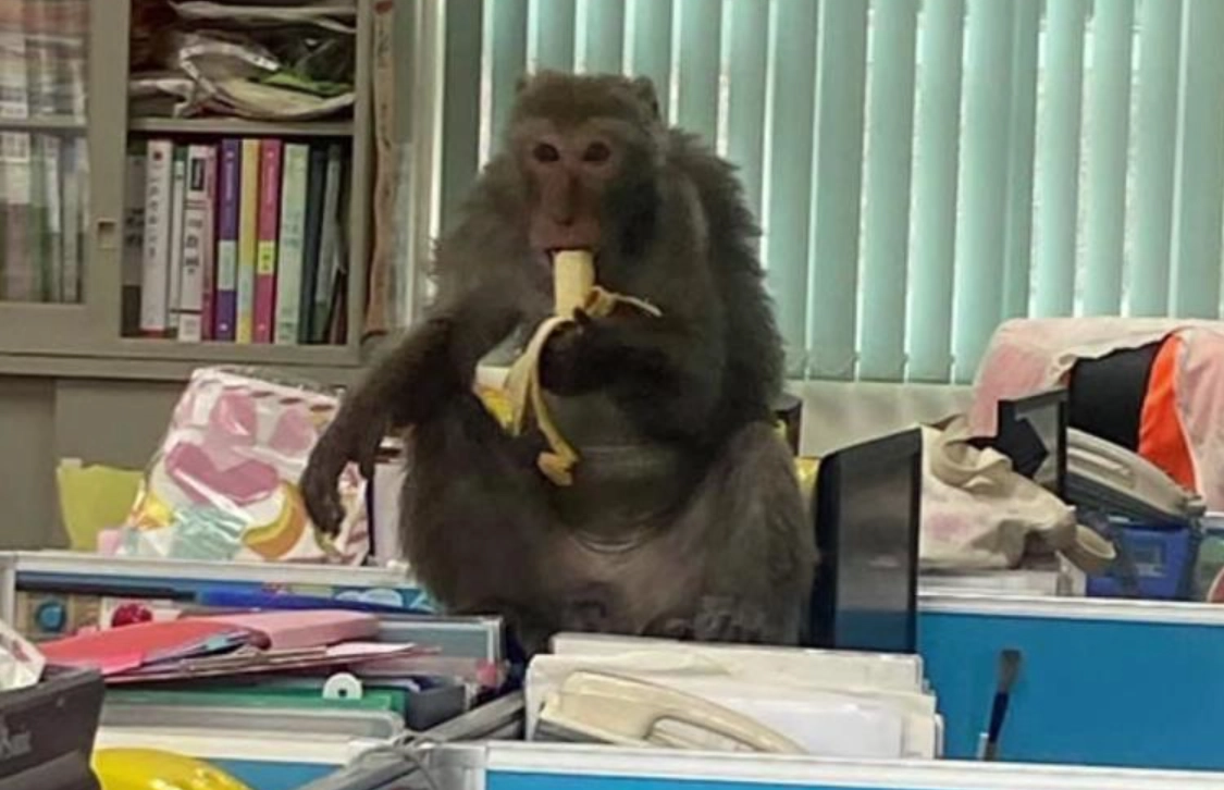 夢見猴子 夢見猴子