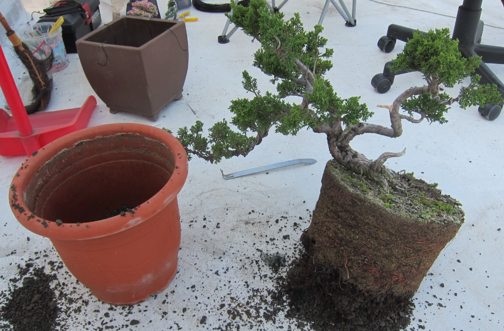 真柏換土方法 真柏換土方法