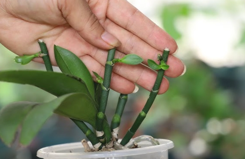 蘭花繁殖方法 蘭花繁殖方法