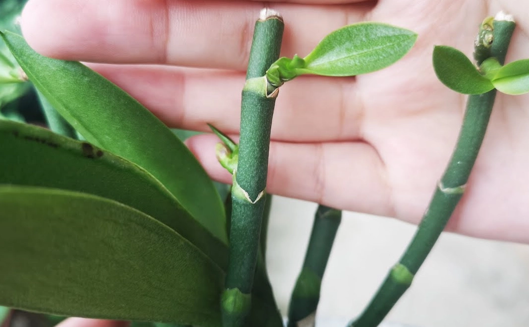 蝴蝶蘭高芽培育 蝴蝶蘭高芽培育