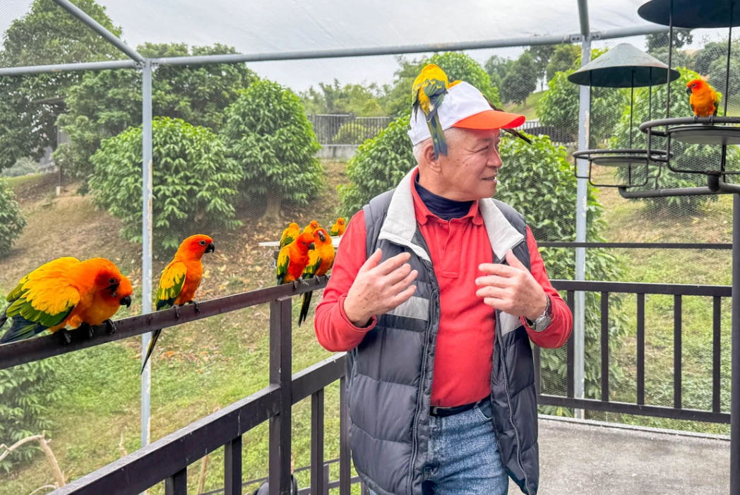 南投清境農場 綿羊秀