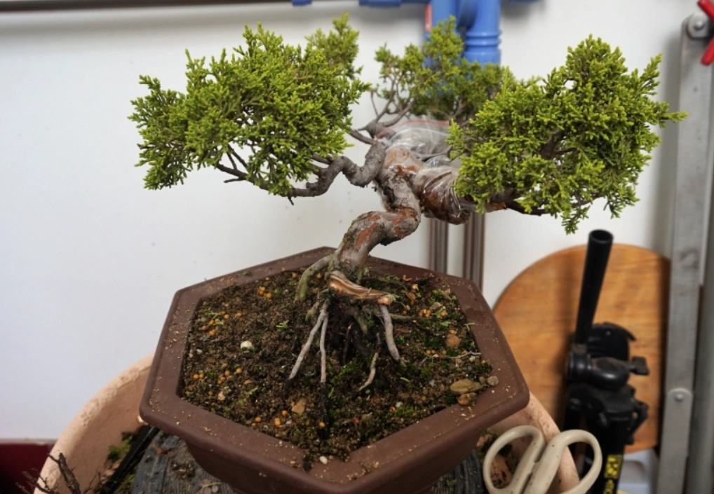 真柏養護技巧 真柏養護技巧