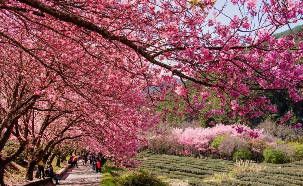 台中休閒農場 台中休閒農場