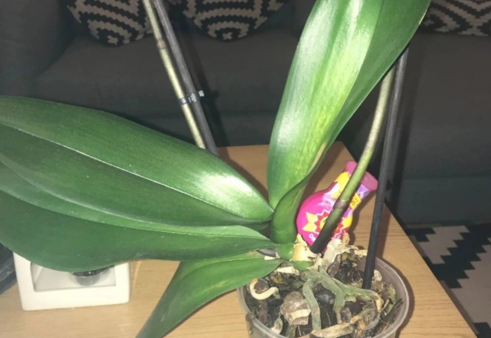 蘭花繁殖方法 蘭花繁殖方法