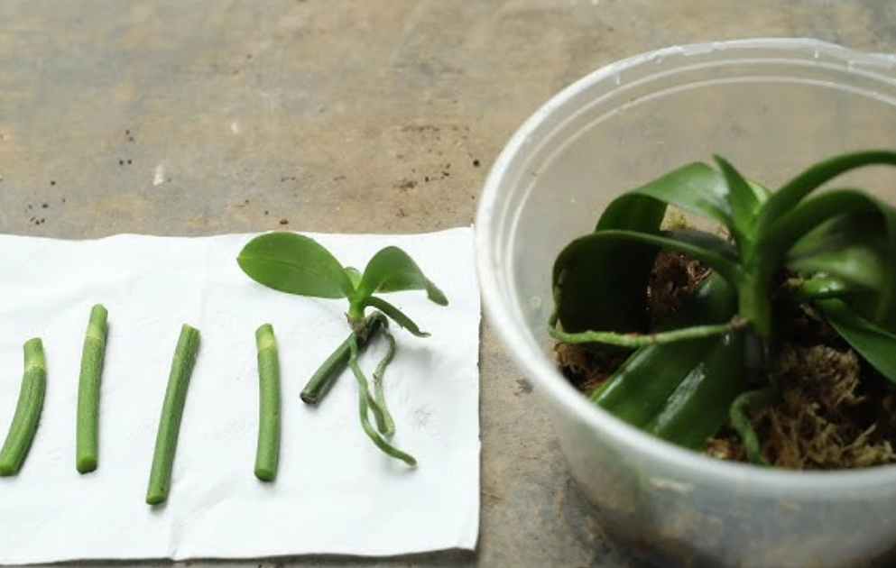 蝴蝶蘭高芽培育 蝴蝶蘭高芽培育