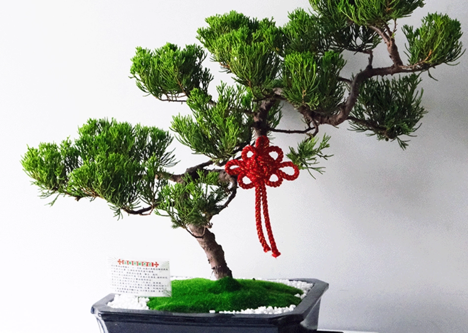 室內松柏盆栽 室內松柏盆栽