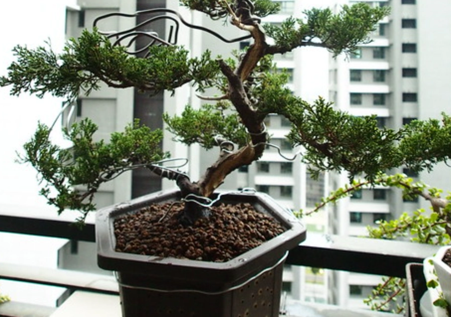 真柏 赤玉土 真柏 赤玉土