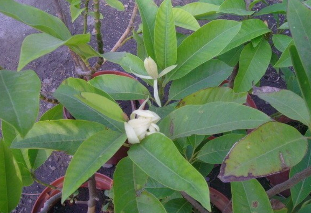 玉蘭花修剪 玉蘭花修剪