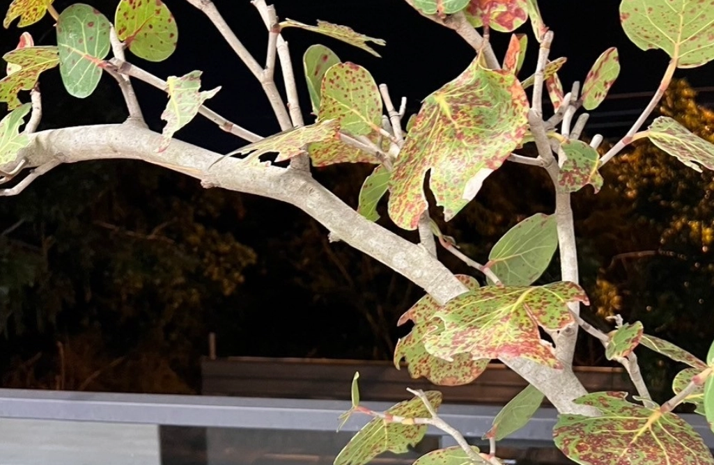 植物 病蟲害 防治