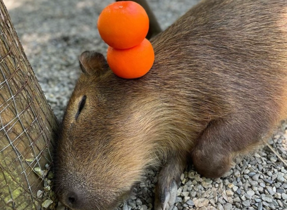中部農場 動物互動 中部農場 動物互動