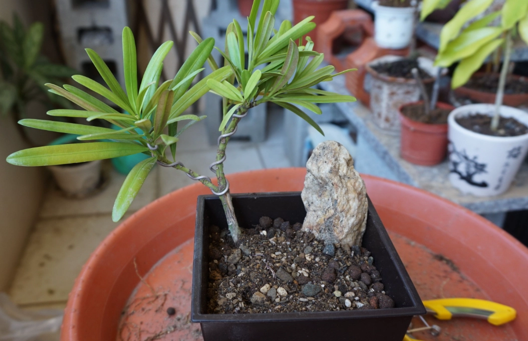 羅漢松移植步驟 羅漢松移植步驟