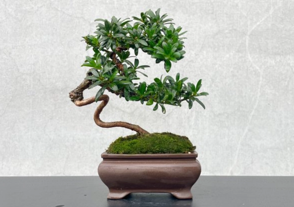 羅漢松盆栽 羅漢松盆栽