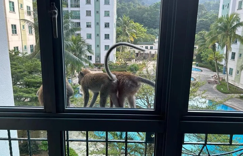 夢境解析 夢境解析