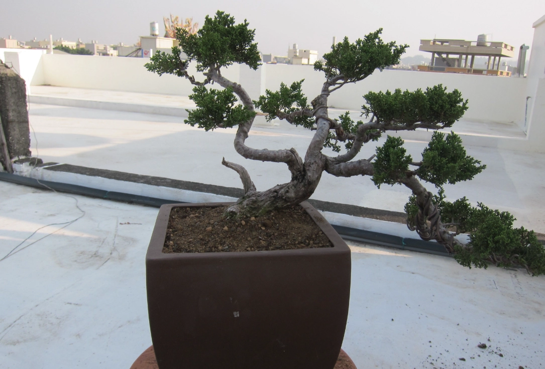 真柏換土方法 真柏換土方法