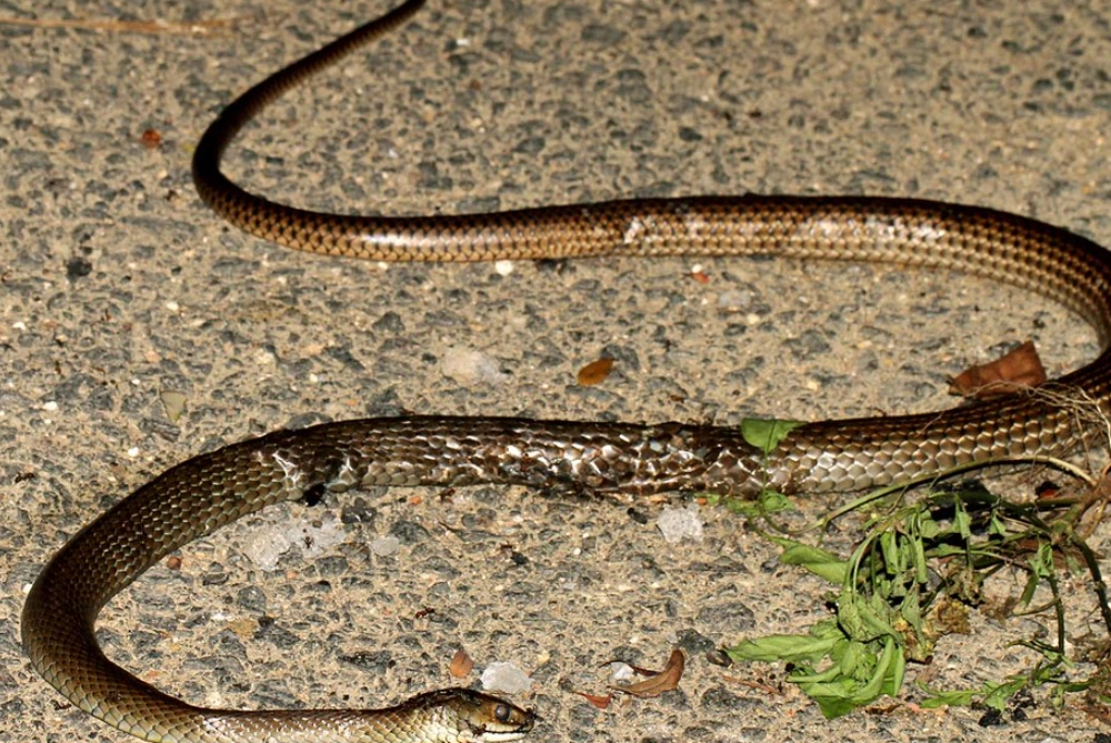 夢境解析打死蛇