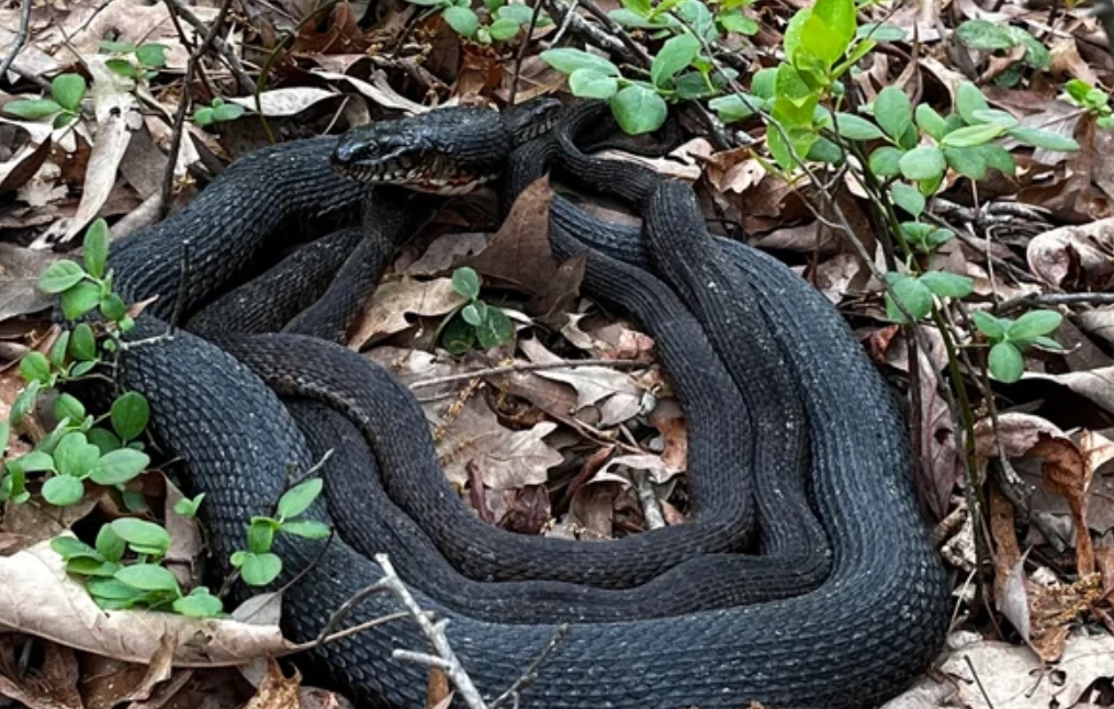 夢見三條蛇 夢見三條蛇