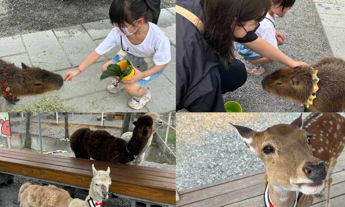 台中親子農場 餵食