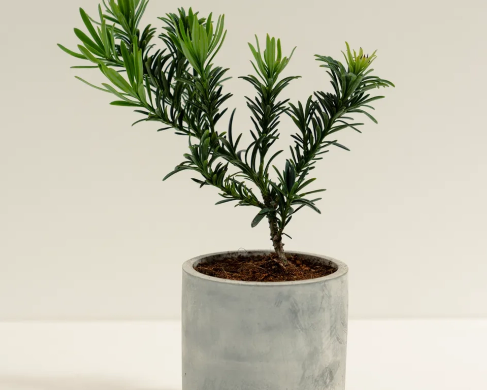 小盆栽澆水 小盆栽澆水