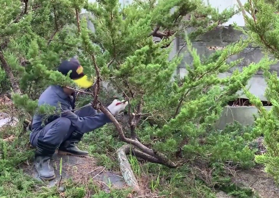 真柏造型修剪 真柏造型修剪