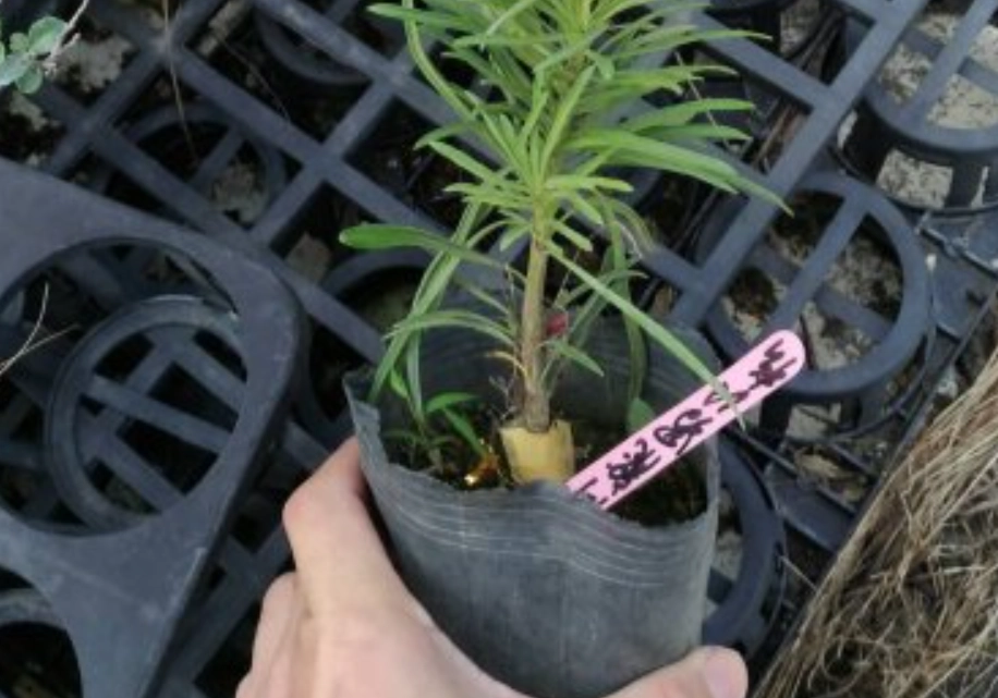 羅漢松移植步驟 羅漢松移植步驟