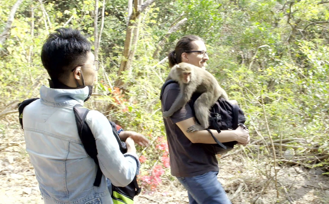 夢到猴子跳到身上 解夢