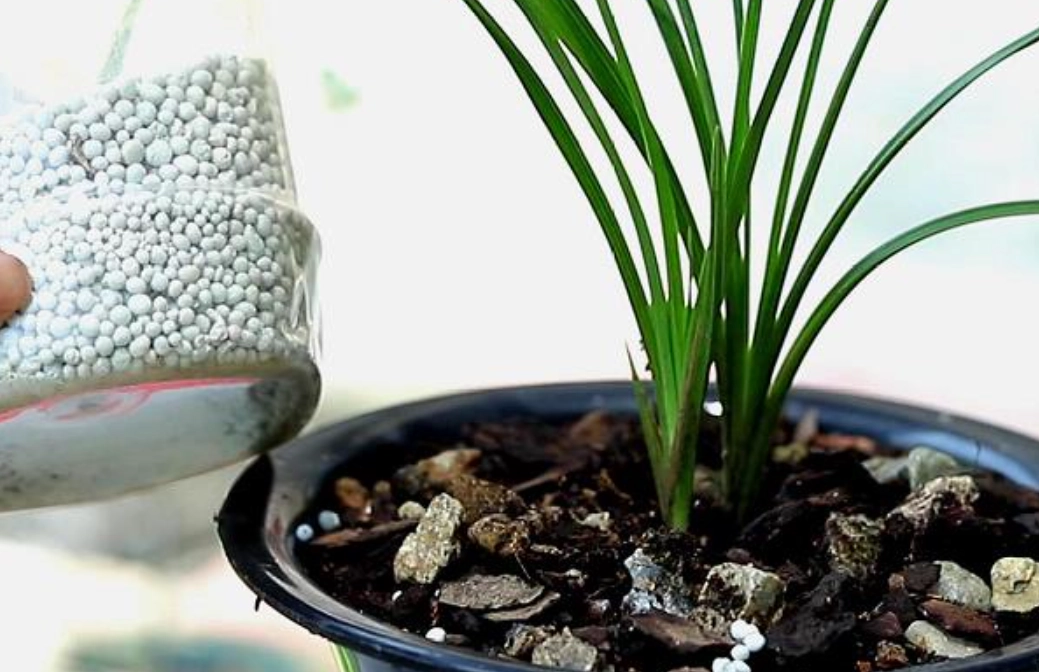 花芽期施肥技巧