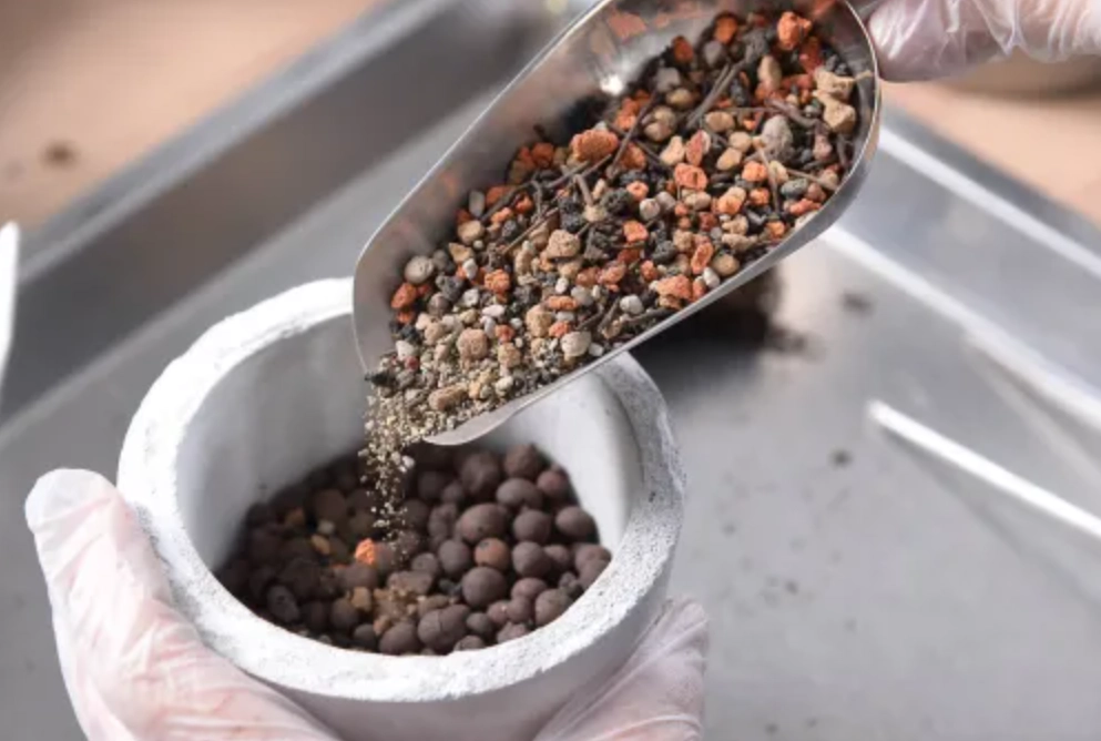 真柏 赤玉土 真柏 赤玉土