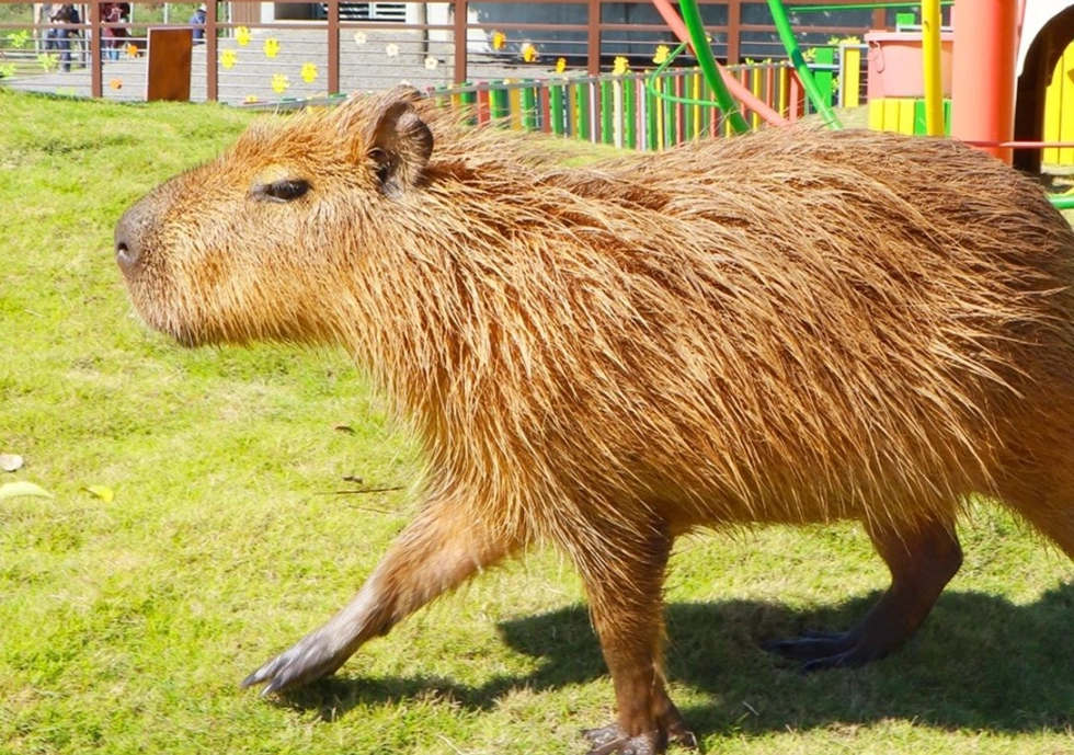水豚互動體驗 水豚互動體驗