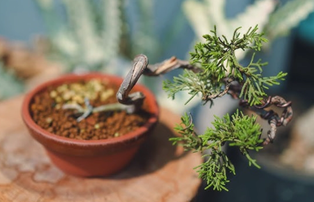 真柏換土方法 真柏換土方法