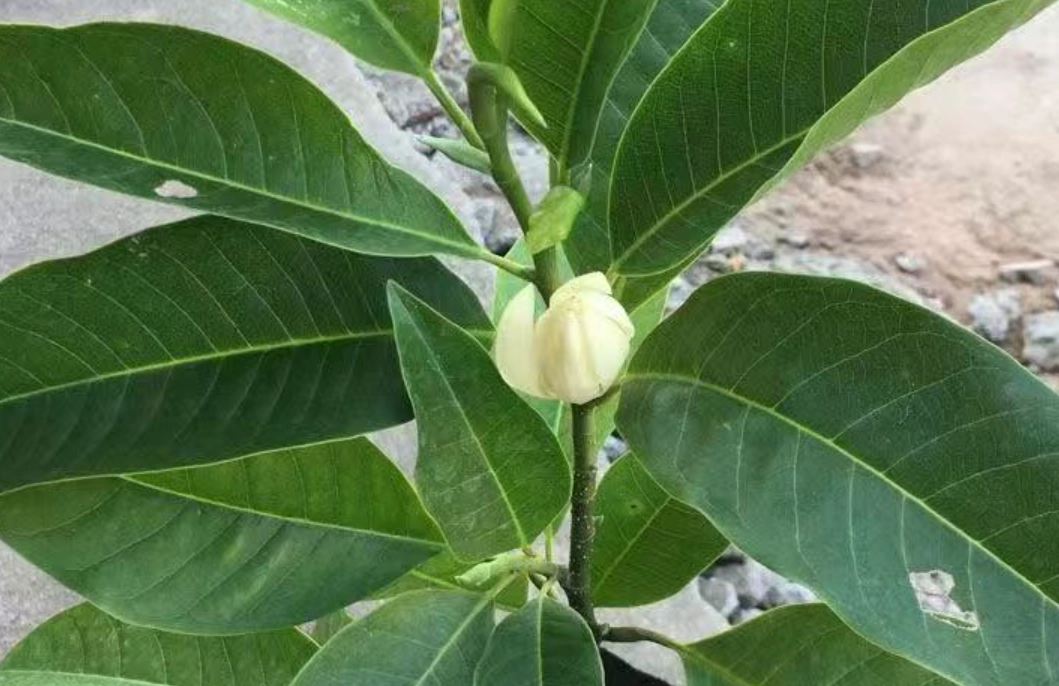 玉蘭花修剪時間 玉蘭花修剪時間