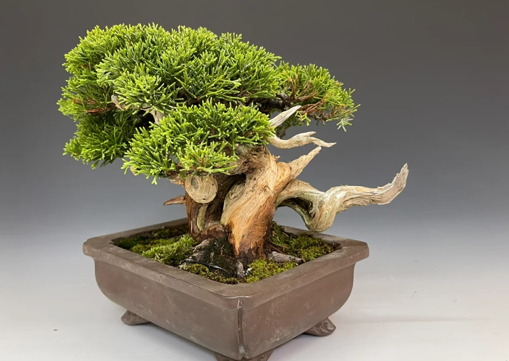 盆景肥料推薦 盆景肥料推薦